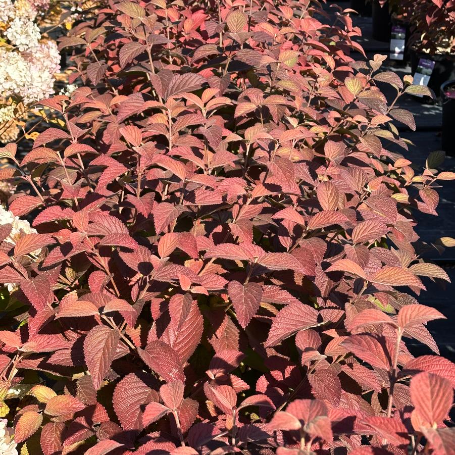 Viburnum plicatum Opening Day™ - Viburnum- Doublefile from Pleasant Run Nursery