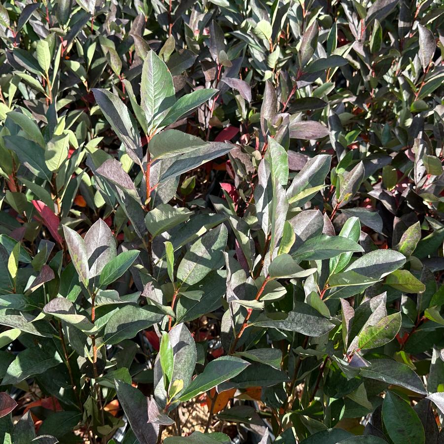 Aronia melanocarpa Low Scape Snowfire® - Black Chokeberry from Pleasant Run Nursery