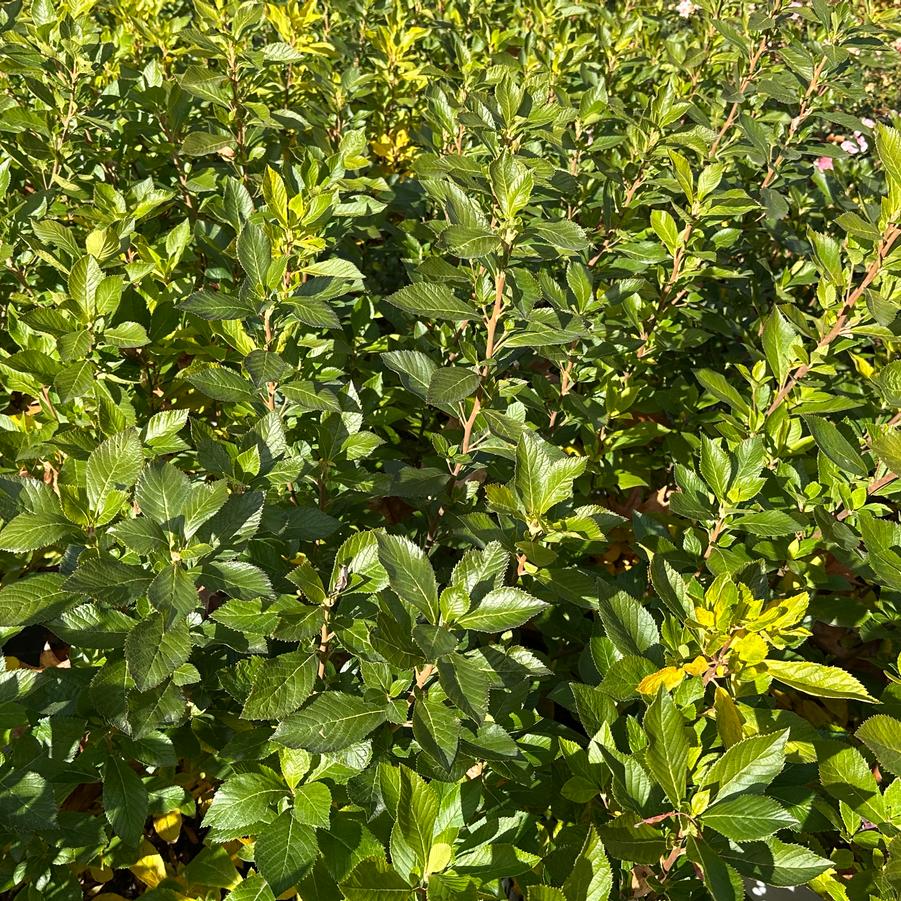 Clethra alnifolia Sugartina� - Summersweet from Pleasant Run Nursery