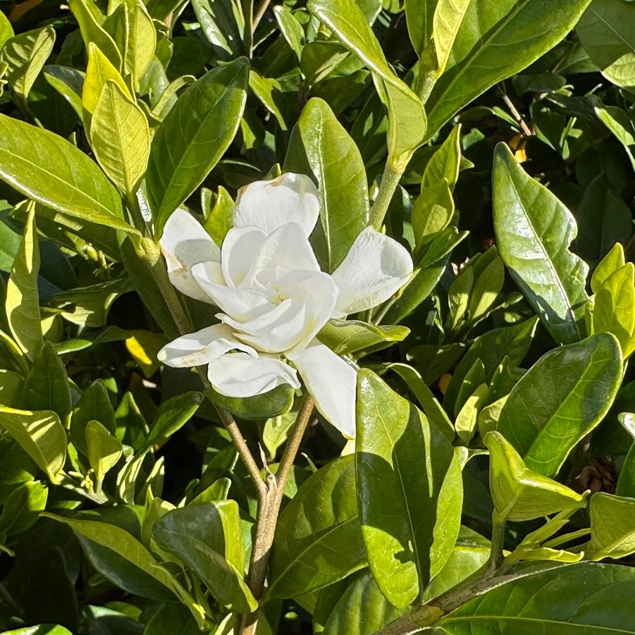 Gardenia jasminoides Pillow Talk® - Jasmine from Pleasant Run Nursery