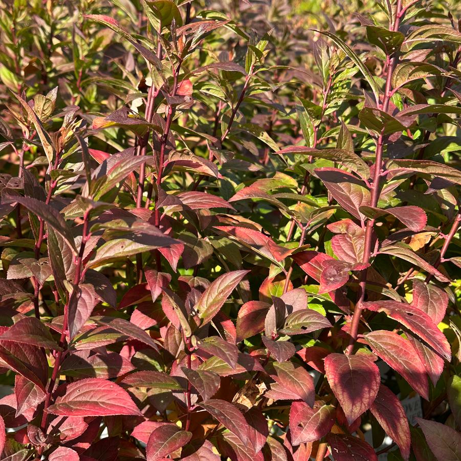 Itea virginica Fizzy Mizzy® - Sweetspire from Pleasant Run Nursery