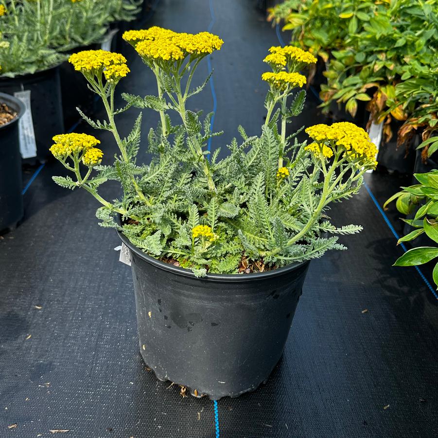 Achillea millefolium 'Little Moonshine' - Yarrow from Pleasant Run Nursery