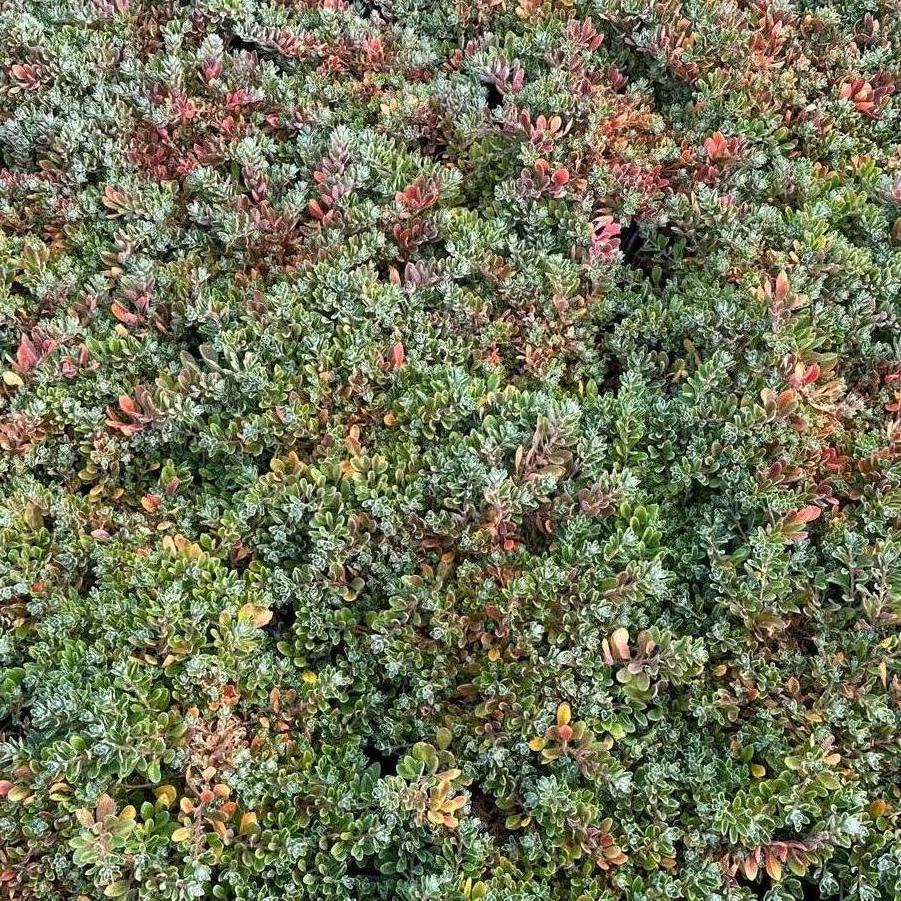 Alyssum wulfenianum 'Golden Spring' - Madwort from Pleasant Run Nursery