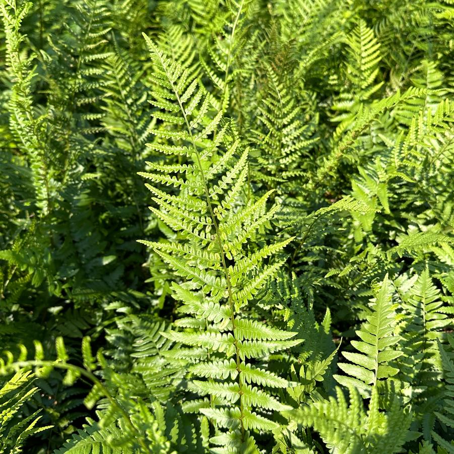 Dryopteris ludoviciana - Southern Wood Fern from Pleasant Run Nursery