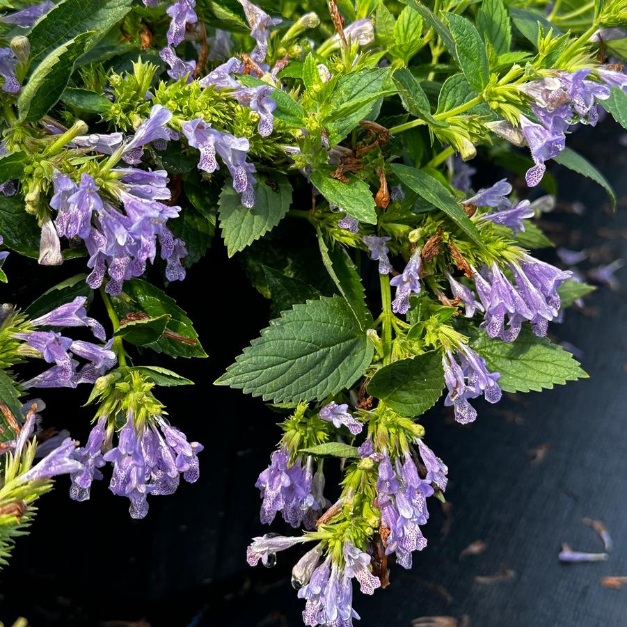 Nepeta subsessilis PRELUDE™ 'Blue' - Japanese Catmint from Pleasant Run Nursery