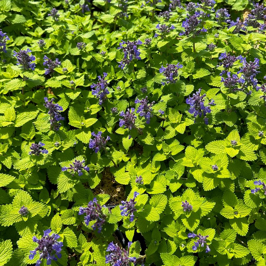 Nepeta x 'Chartreuse on the Loose' - Catmint from Pleasant Run Nursery