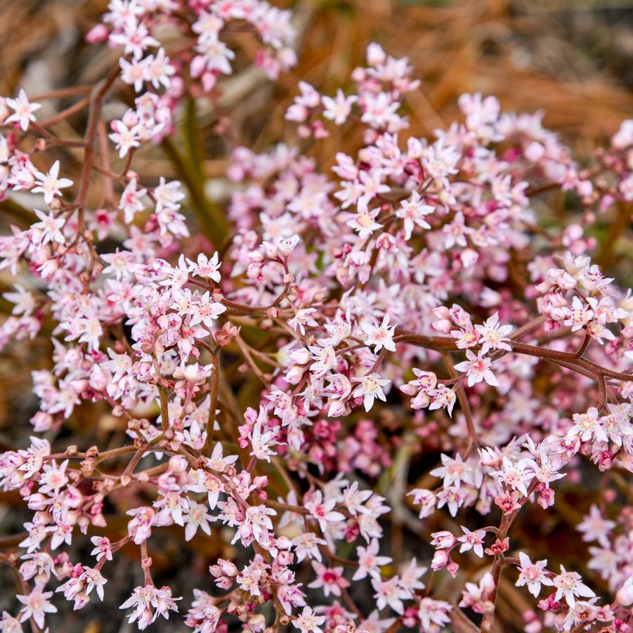 x Oredenia 'Fusion of Fire' - Oredenia (Photo courtesy of Walters Gardens, Inc.)