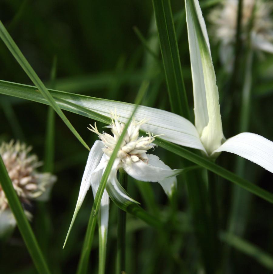 Rhynchospora colorata - Starrush Whitetop Sedge from Pleasant Run Nursery