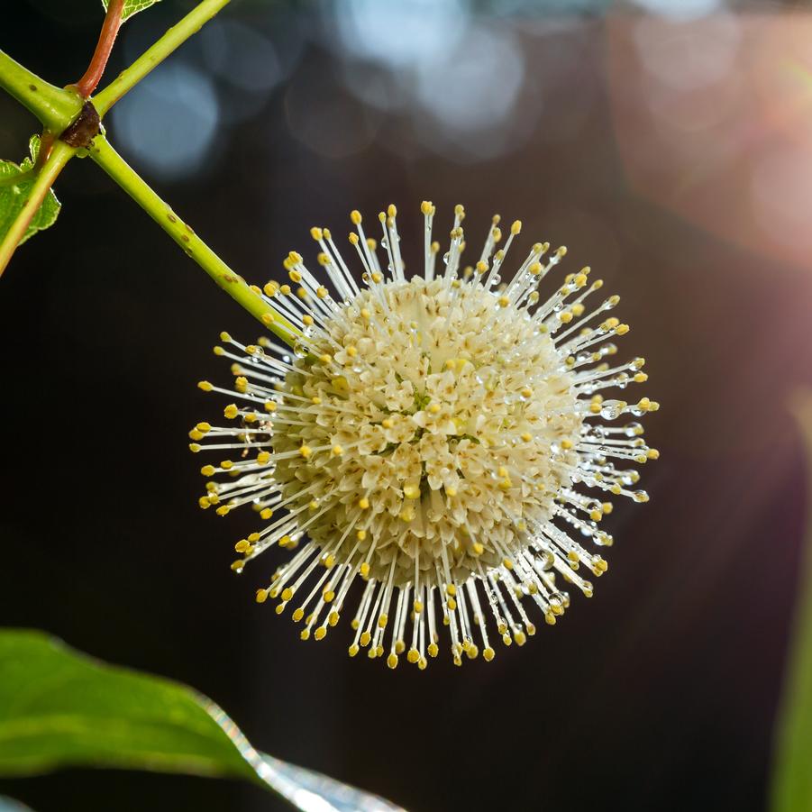 Cephalanthus occidentalis 'Fiber Optics®' - Photo courtesy of Bailey Nurseries