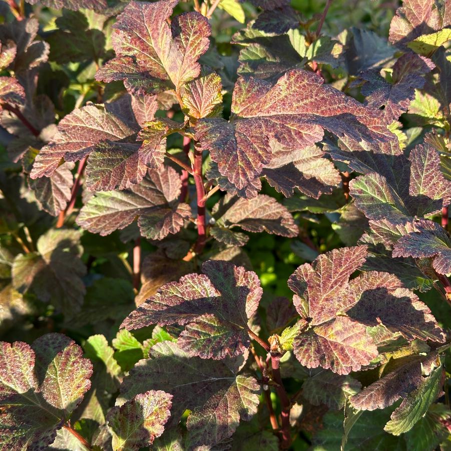 Physocarpus opulifolius Amber Jubilee™- Ninebark from Pleasant Run Nursery