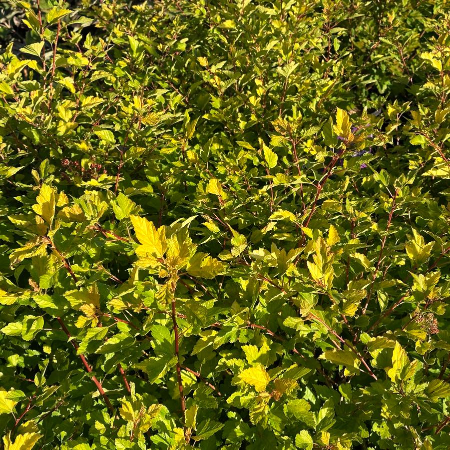Physocarpus opulifolius Honeycomb® - Ninebark from Pleasant Run Nursery