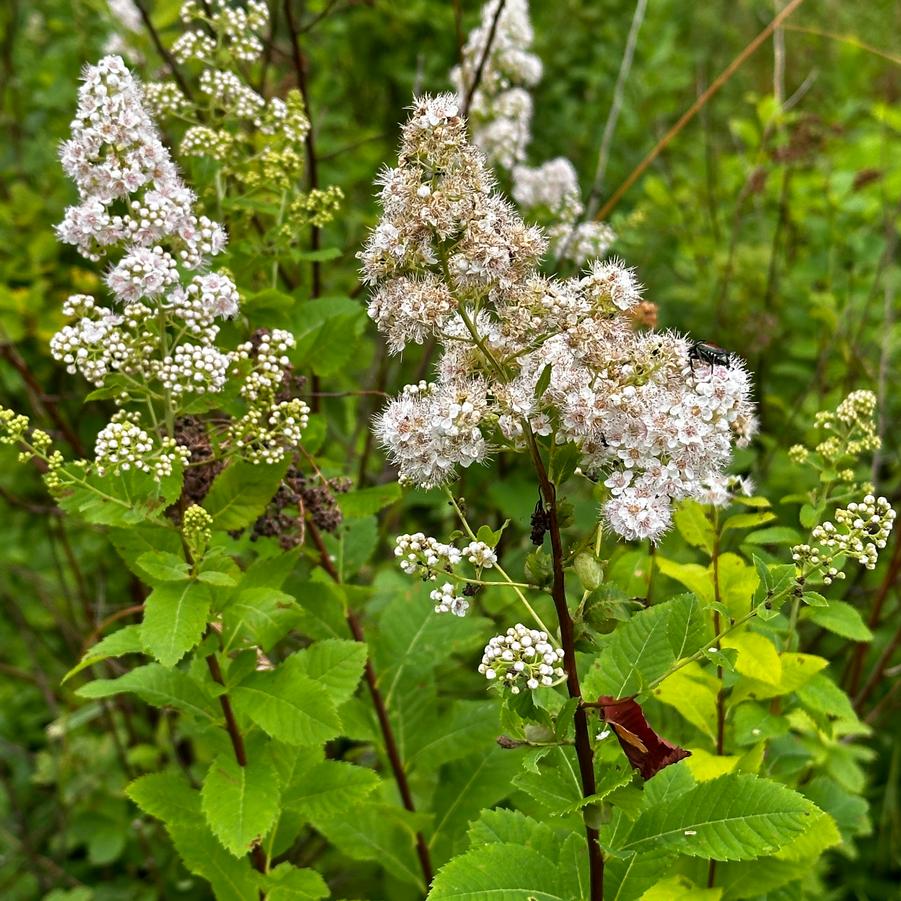 Spiraea alba - White meadowsweet from Pleasant Run Nursery