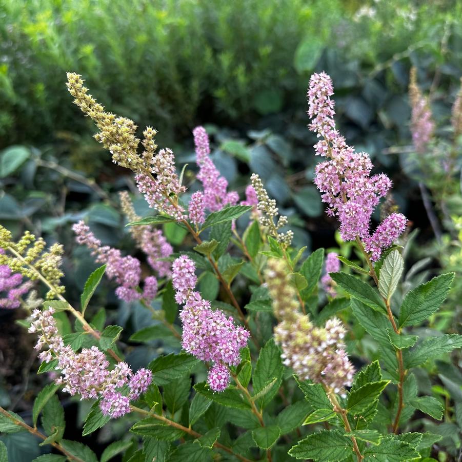 Spiraea tomentosa - Steeplebush from Pleasant Run Nursery