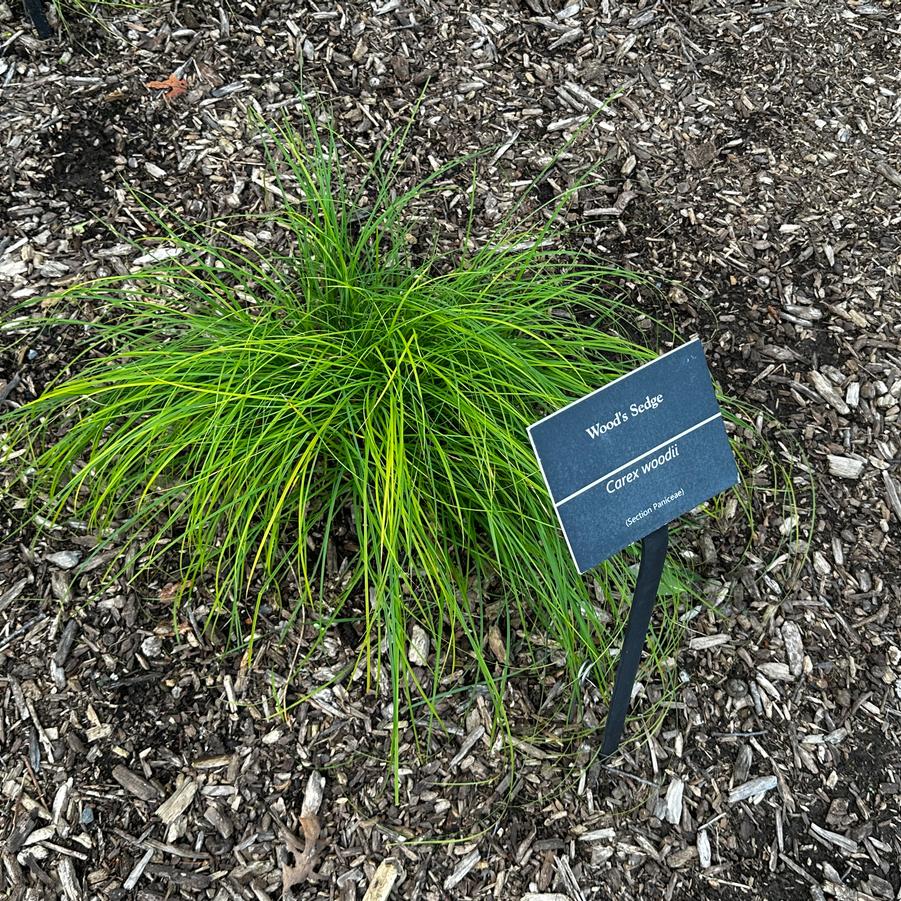 Carex woodii - Sedge from Pleasant Run Nursery