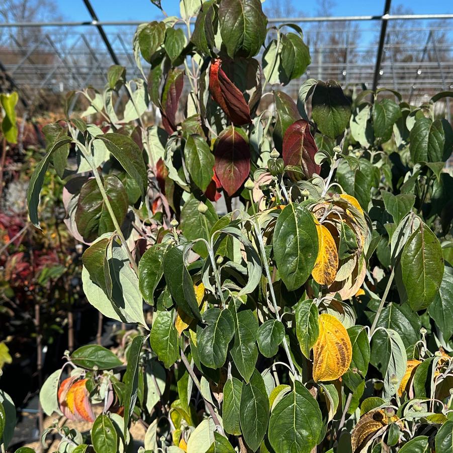 Cornus florida var. xanthocarpa - Flowering Dogwood from Pleasant Run Nursery