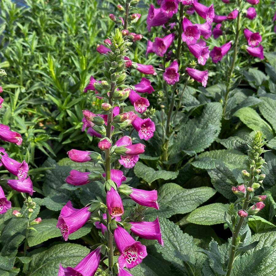 Digitalis purpurea 'Camelot Rose' - Foxglove from Pleasant Run Nursery