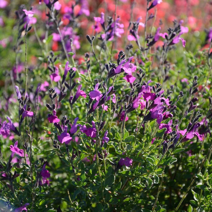 Salvia x Arctic Blaze� Purple - Hybrid Sage (Courtesy of Proven Winners) 