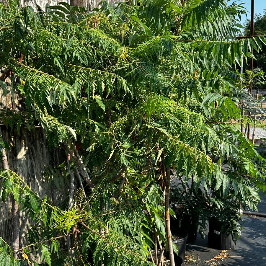 Rhus typhina - Staghorn Sumac from Pleasant Run Nursery