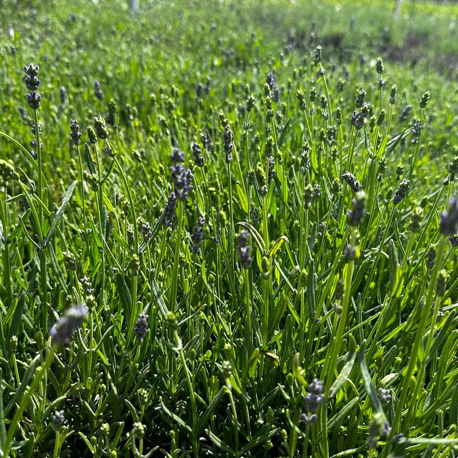 Lavandula angustifolia Essence Purple