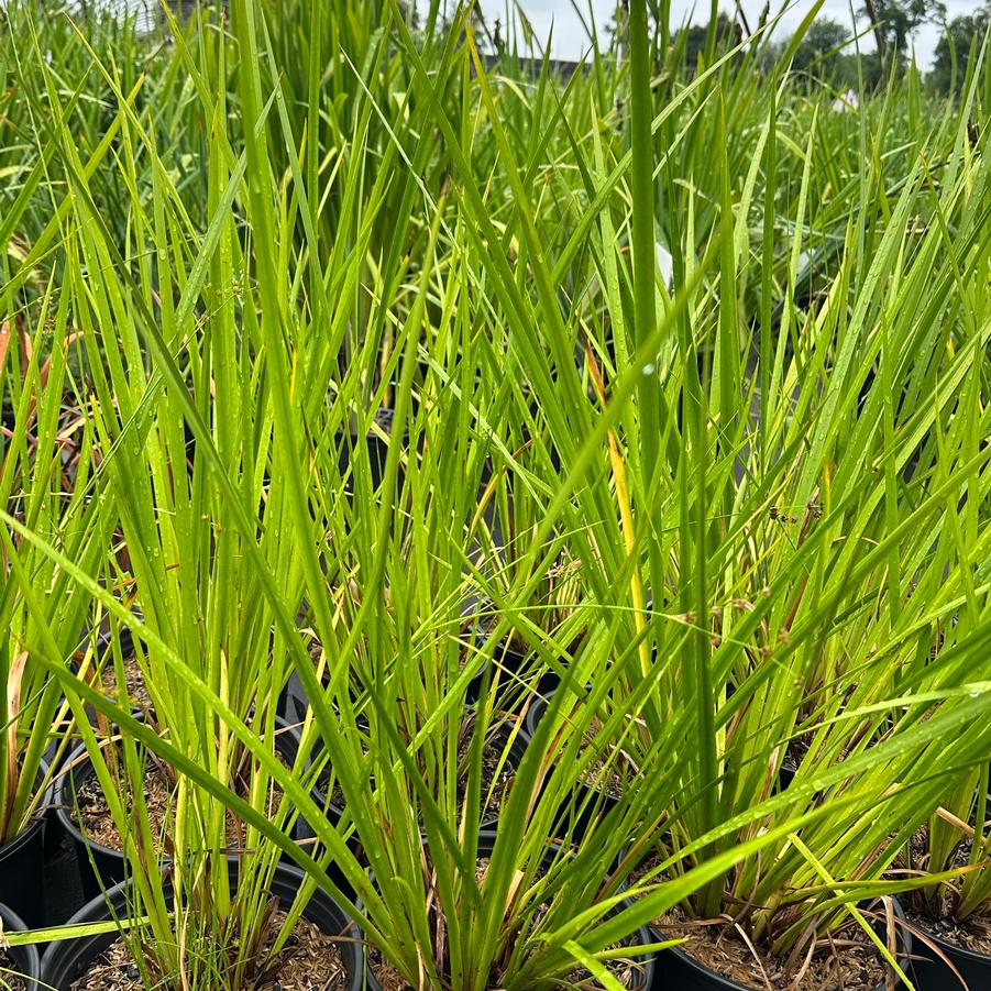 Acorus americanus - American Sweet Flag from Pleasant Run Nursery