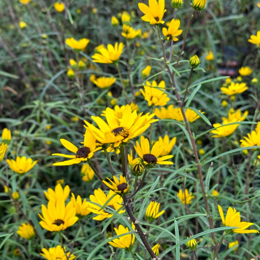 Helianthus angustifolius - Swamp Sunflower from Pleasant Run Nursery