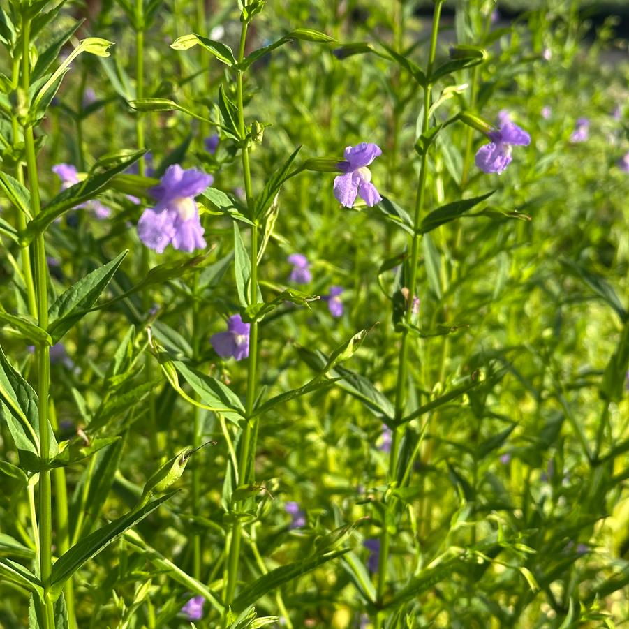 Mimulus ringens - Allegheny Monkeyflower from Pleasant Run Nursery