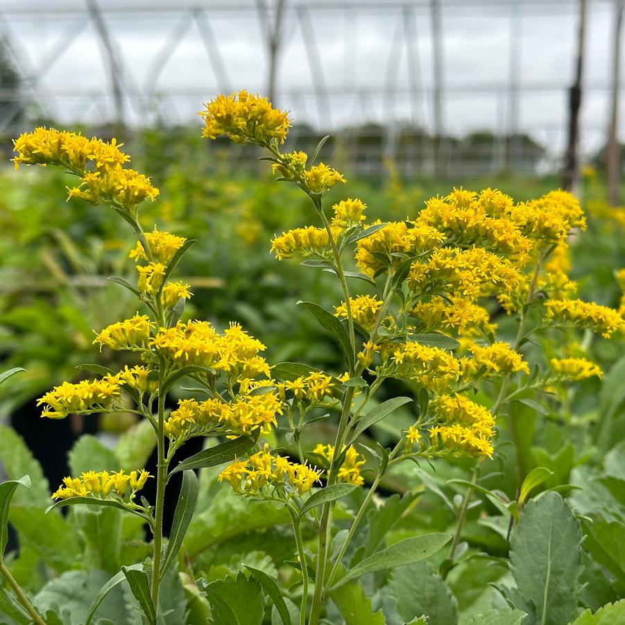 Solidago nemoralis - Gray Goldenrod from Pleasant Run Nursery