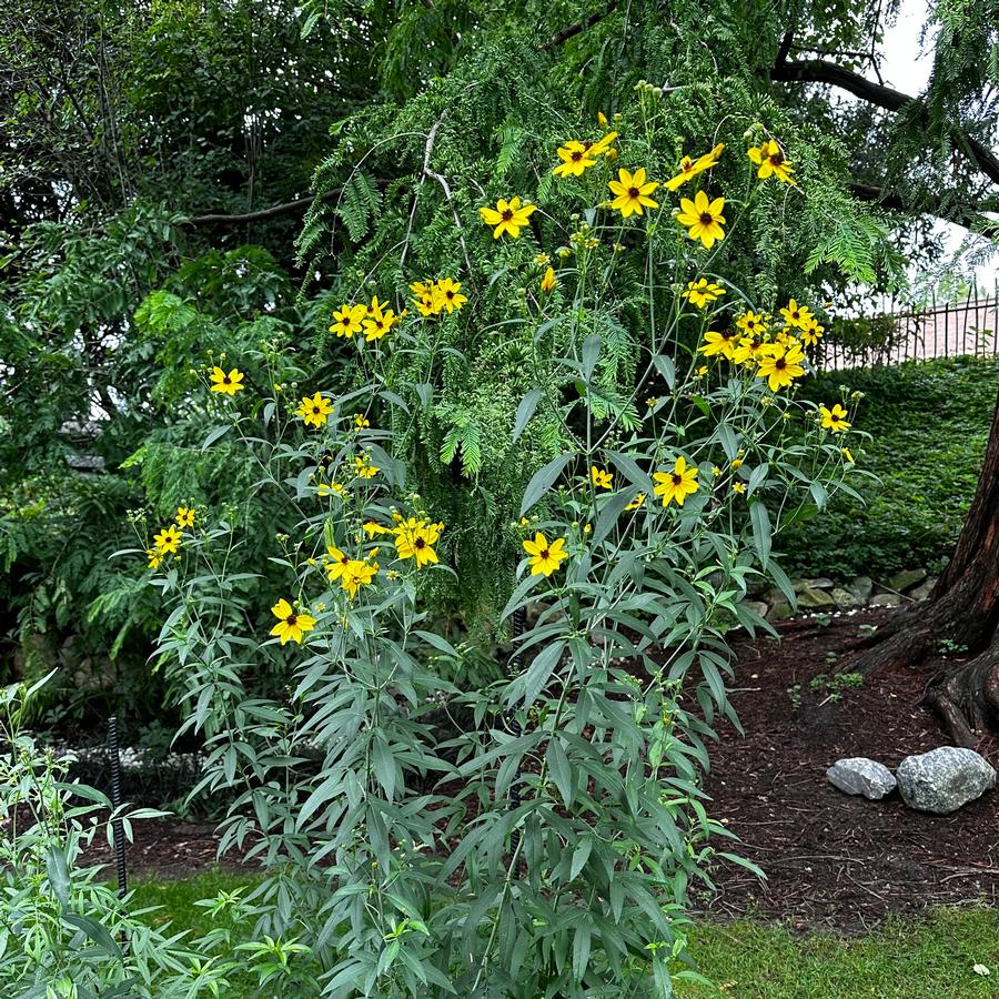 Coreopsis tripteris - Tall Tickseed @ MSU
