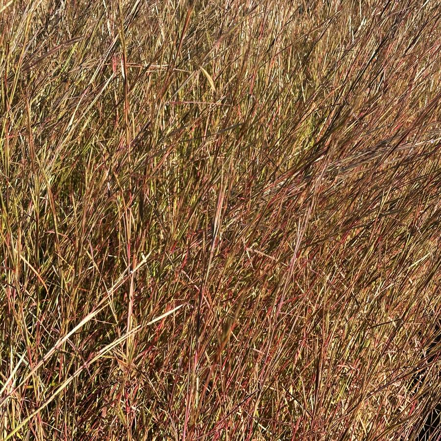 Andropogon ternarius - Splitbeard Bluestem from Pleasant Run Nursery