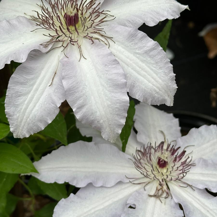 Clematis 'Clair de Lune' - Clematis from Pleasant Run Nursery