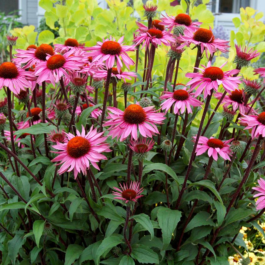 Echinacea x 'Merlot' - Photo courtesy of TERRA NOVA� Nurseries, Inc.