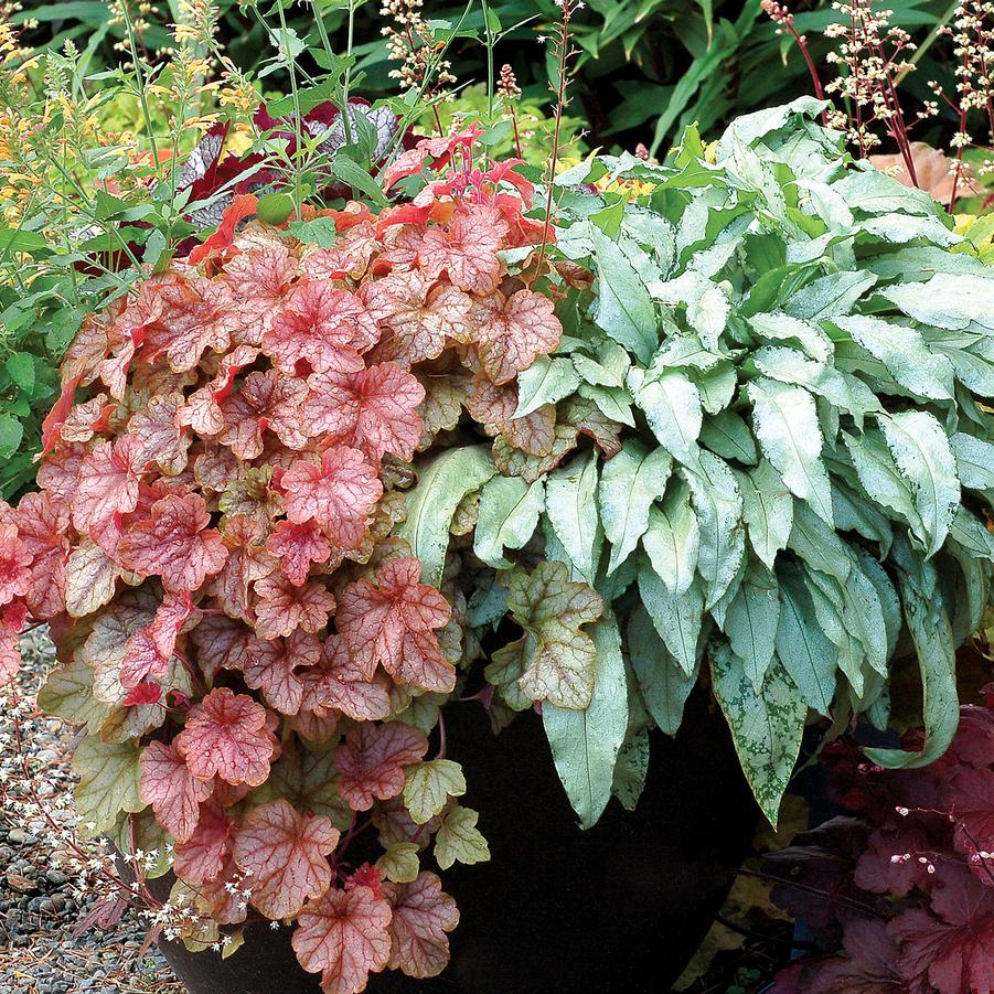 Heucherella x 'Copper Cascade' - Photo courtesy of TERRA NOVA® Nurseries, Inc.