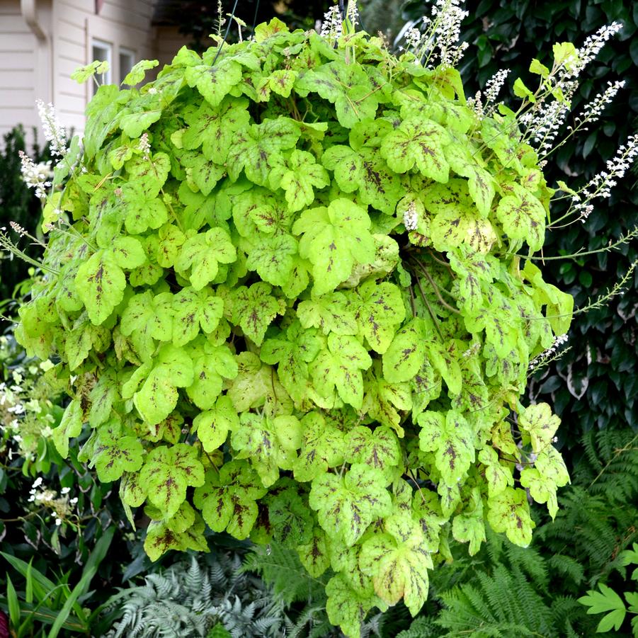 Heucherella x 'Yellowstone Falls' - Photo courtesy of TERRA NOVA® Nurseries, Inc.