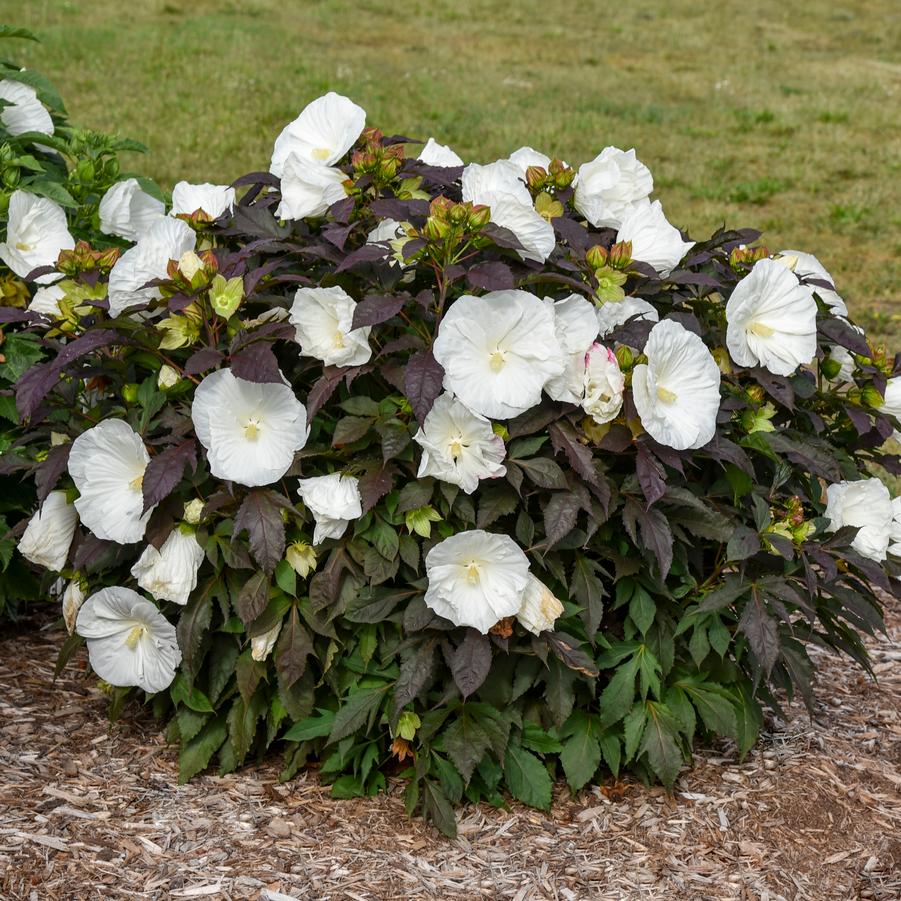Hibiscus x Summerific� 'Cookies and Cream'- Photo Walters Gardens, Inc
