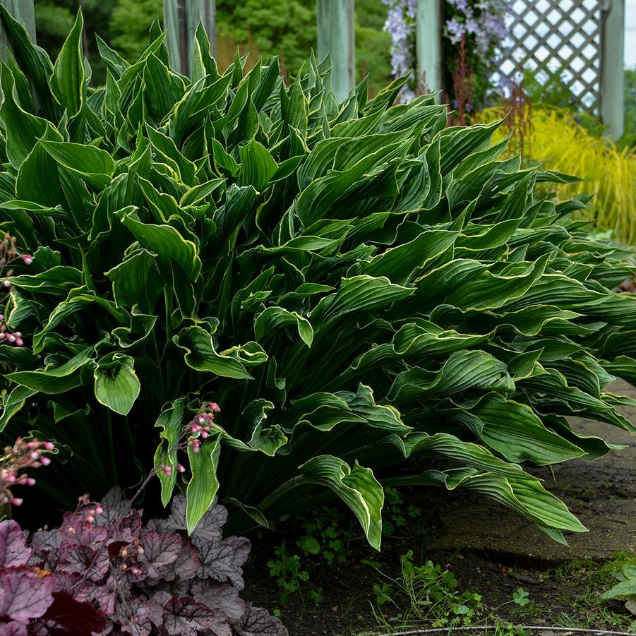 Hosta 'Praying Hands' - Photo courtesy of Walters Gardens, Inc.
