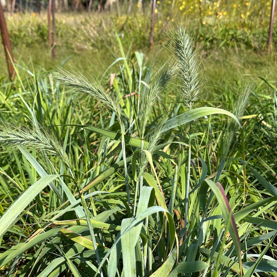 Elymus hystrix - Bottlebrush Grass from Pleasant Run Nursery