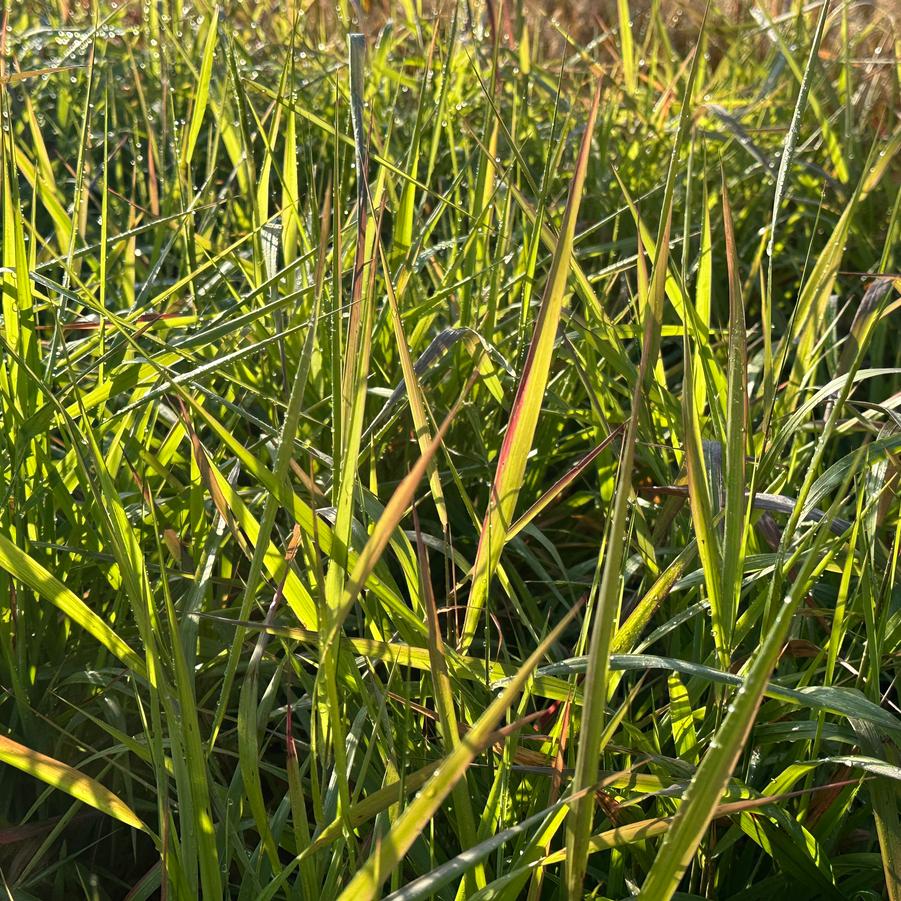 Elymus virginicus - Virginia Wildrye from Pleasant Run Nursery