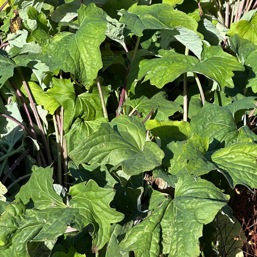 Arnoglossum atriplicifolium - Pale Indian Plantain from Pleasant Run Nursery