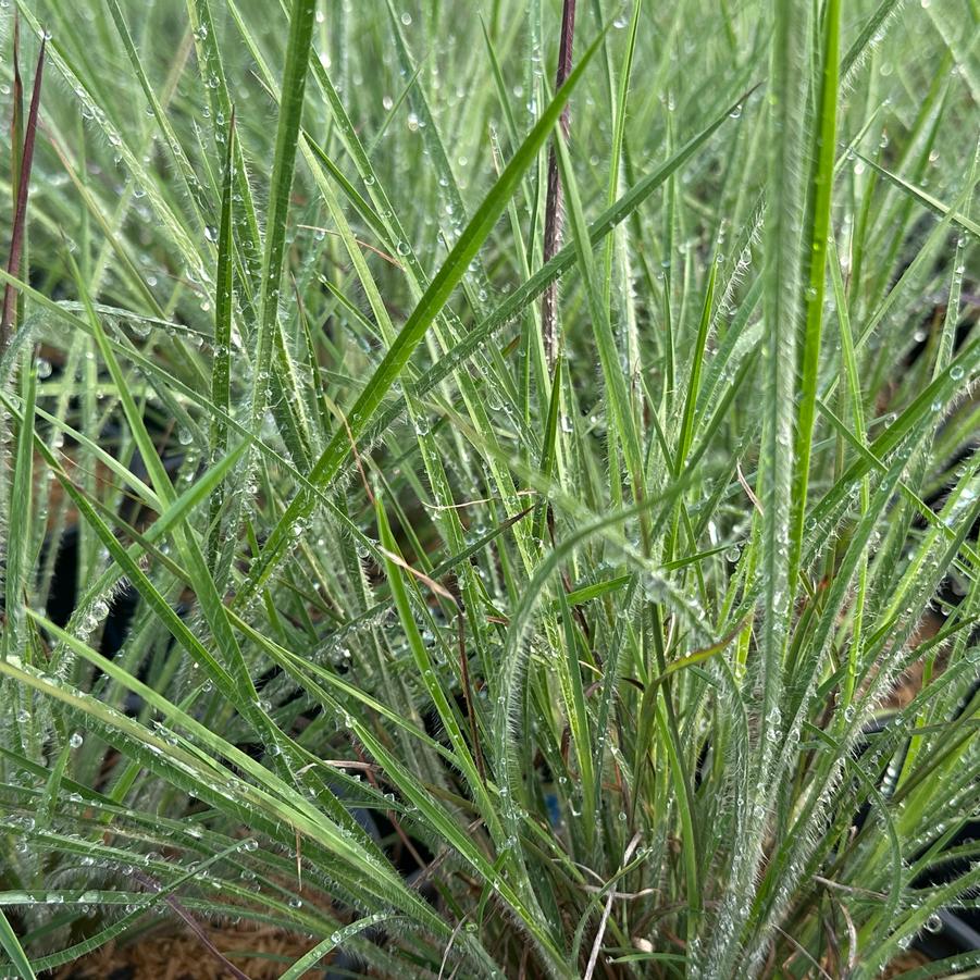 Schizachyrium scoparium 'Ha Ha Tonka' - Little Bluestem from Pleasant Run Nursery