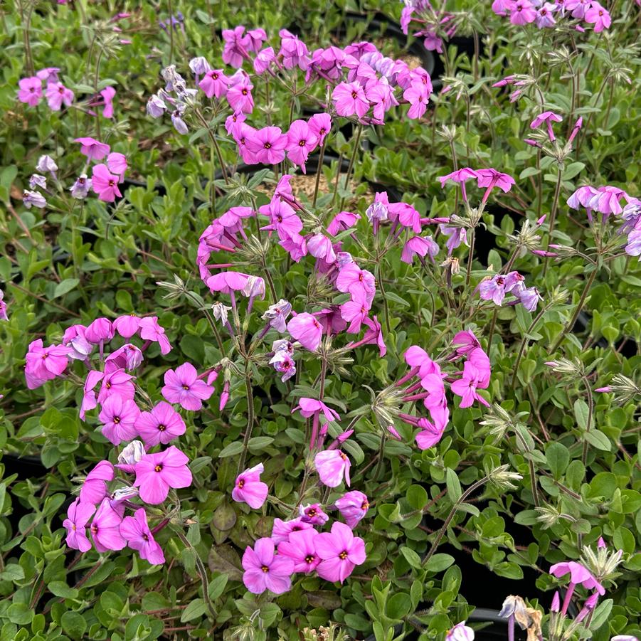 Phlox stolonifera 'Pink Ridge' - Creeping Phlox from Pleasant Run Nursery