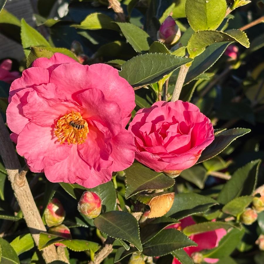 Camellia sasanqua 'Shishigashira' - Camellia from Pleasant Run Nursery