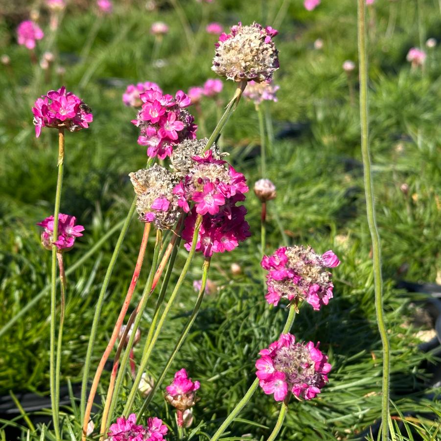 Armeria maritima 'Splendens' - Sea Thrift from Pleasant Run Nursery