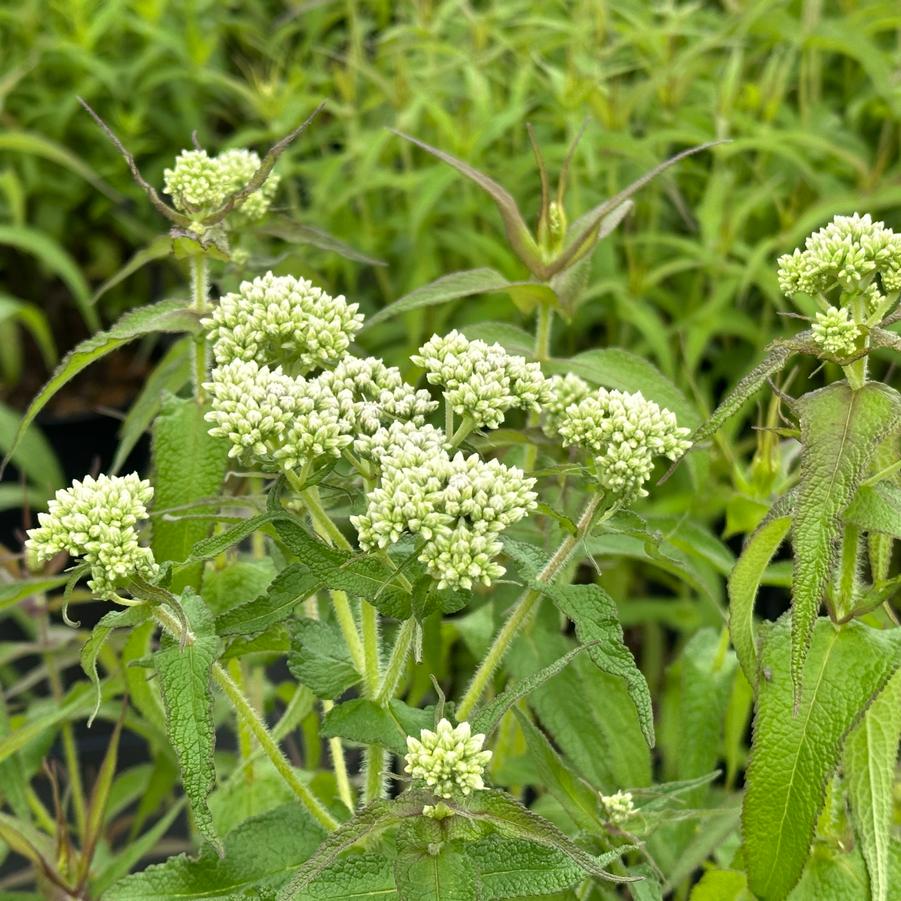 Eupatorium perfoliatum - American Boneset from Pleasant Run Nursery
