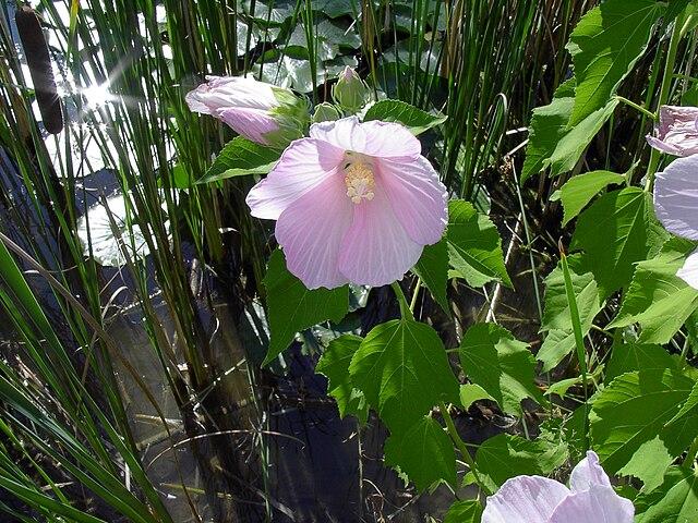 Hibiscus moscheutos - Rose Mallow 