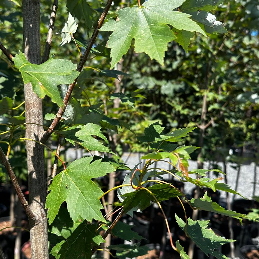 Acer rubrum 'Armstrong' - Red Maple from Pleasant Run Nursery