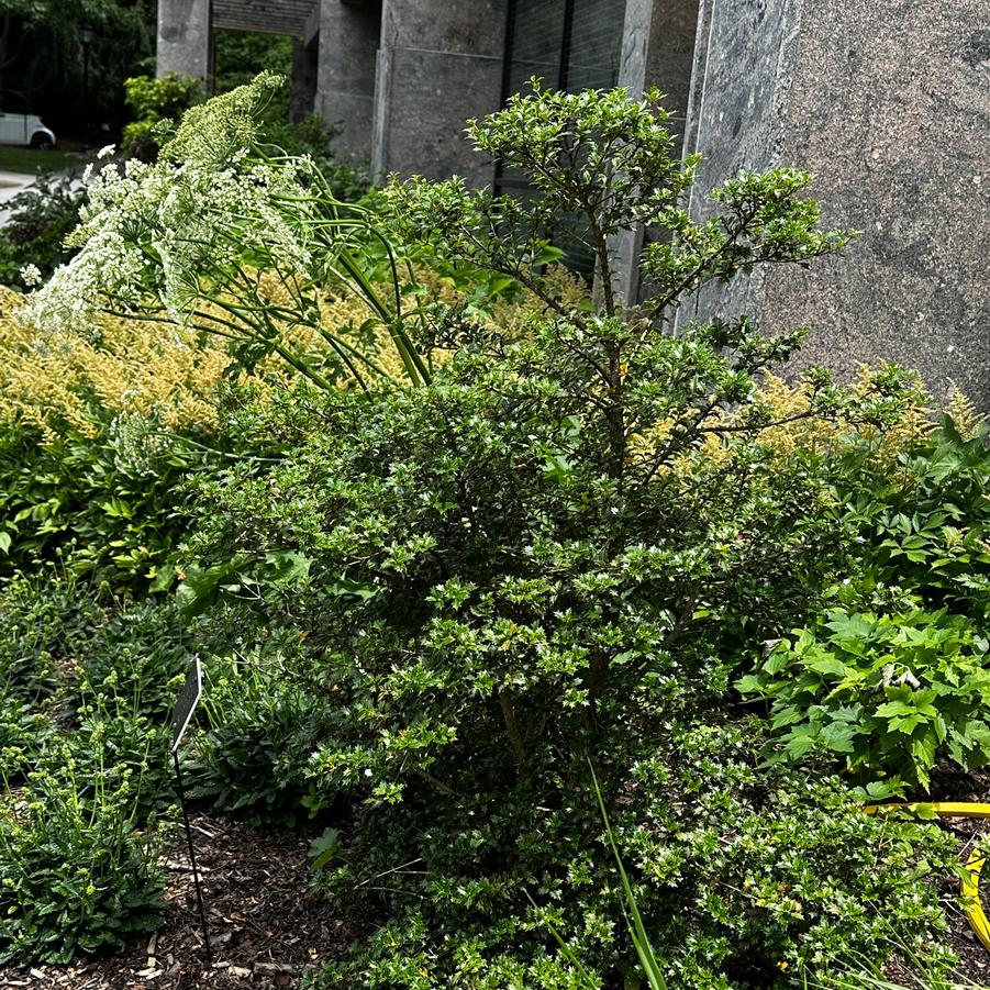 Osmanthus heterophyllus 'Kaori Hime' - at The Scott Arboretum