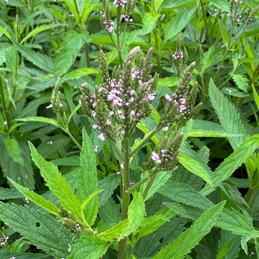 Verbena hastata 'Pink Spires' - Verain from Pleasant Run Nursery