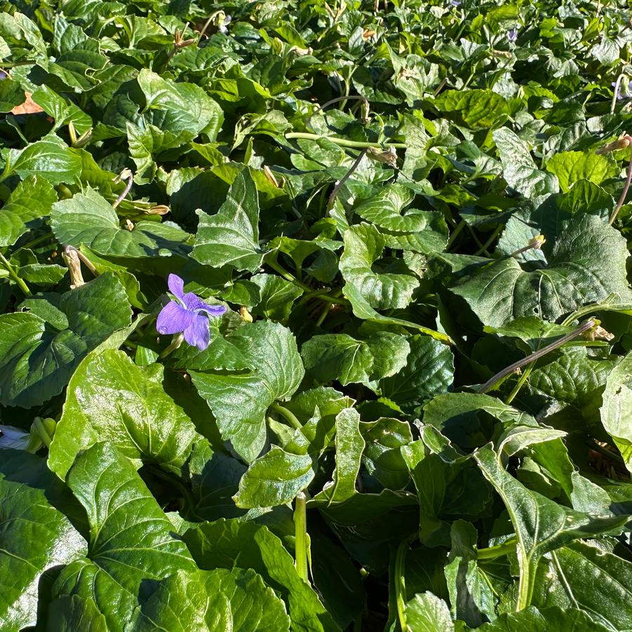 Viola sororia 