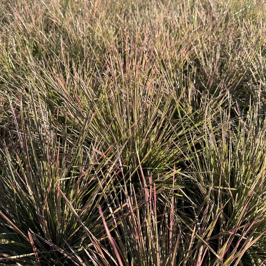 Deschampsia cespitosa 'Northern Lights' - Tussock Grass from Pleasant Run Nursery