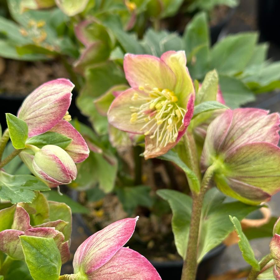 Helleborus x glandorfensis HGC� Ice N' Roses� 'Carlotta' - Hybrid Hellebore from Pleasant Run Nursery